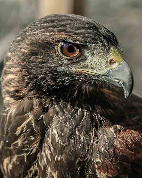 Wild Eagle